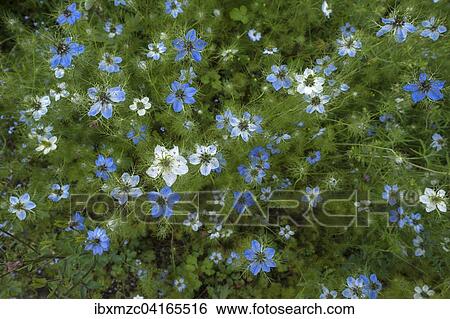 Bluhende Jungfern im Grunen (Nigella damascena), Bayern, Deutschland, Europa View Large Photo Image Stock Photograph - Bluhende Jungfern im Grunen (Nigella damascena), Bayern, Deutschland, Europa. Fotosearch