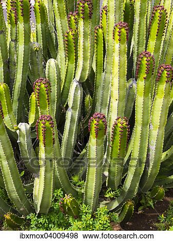 Bluhende Kanaren-Wolfsmilch (Euphorbia canariensis), La Palma, Kanarische Inseln, Spanien, Europa View Large Photo Image Stock Photo - Bluhende Kanaren-Wolfsmilch (Euphorbia canariensis), La Palma, Kanarische Inseln, Spanien, Europa. Fotosearch