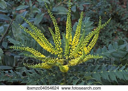 Bluhende Mahagonie (Mahonia japonica) View Large Photo Image Picture - Bluhende Mahagonie (Mahonia japonica). Fotosearch