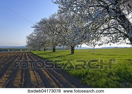 Bluhende Obstbaume, bei Pottsching, Burgenland, Osterreich, Europa View Large Photo Image Stock Photo - Bluhende Obstbaume, bei Pottsching, Burgenland, Osterreich, Europa. Fotosearch
