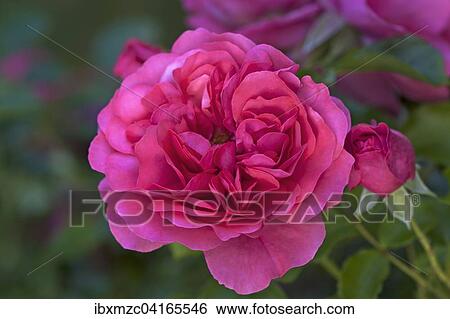 Bluhende Rosen Karina (Rosa sp. ), Bayern, Deutschland, Europa View Large Photo Image Stock Photograph - Bluhende Rosen Karina (Rosa sp. ), Bayern, Deutschland, Europa. Fotosearch