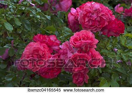Bluhende Rosen Karina (Rosa sp. ), Bayern, Deutschland, Europa View Large Photo Image Stock Photography - Bluhende Rosen Karina (Rosa sp. ), Bayern, Deutschland, Europa. Fotosearch
