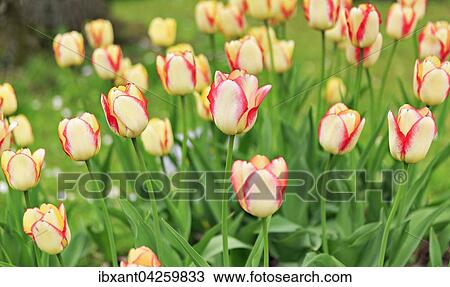 Stock Image - Bluhende Tulpen (Tulipa), Sorte Lady Suzanne, gelb, Deutschland, Europa. Fotosearch