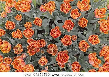 Bluhende Tulpen (Tulipa), Sorte Orange Princess, Deutschland, Europa View Large Photo Image Stock Image - Bluhende Tulpen (Tulipa), Sorte Orange Princess, Deutschland, Europa. Fotosearch