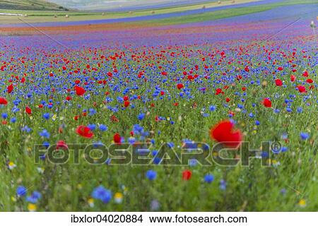 Bluhende Wiese, Castelluccio di Norcia, Piano Grande Hochebene, Nationalpark Monti Sibillini, Umbrien, Italien, Europa View Large Photo Image Picture - Bluhende Wiese, Castelluccio di Norcia, Piano Grande Hochebene, Nationalpark Monti Sibillini, Umbrien, Italien, Europa. Fotosearch