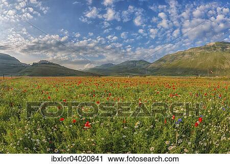 Bluhende Wiese, Castelluccio di Norcia, Piano Grande Hochebene, Nationalpark Monti Sibillini, Umbrien, Italien, Europa View Large Photo Image Stock Image - Bluhende Wiese, Castelluccio di Norcia, Piano Grande Hochebene, Nationalpark Monti Sibillini, Umbrien, Italien, Europa. Fotosearch