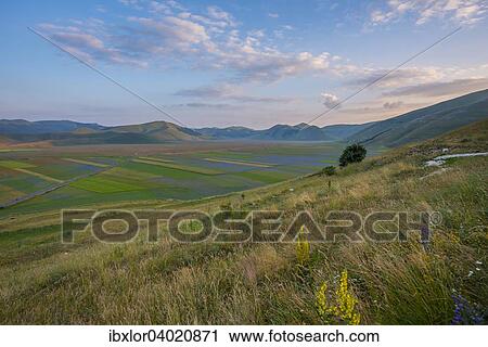Bluhende Wiese, Castelluccio di Norcia, Piano Grande Hochebene, Nationalpark Monti Sibillini, Umbrien, Italien, Europa View Large Photo Image Stock Image - Bluhende Wiese, Castelluccio di Norcia, Piano Grande Hochebene, Nationalpark Monti Sibillini, Umbrien, Italien, Europa. Fotosearch
