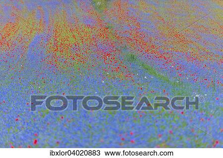 Bluhende Wiese, Castelluccio di Norcia, Piano Grande Hochebene, Nationalpark Monti Sibillini, Umbrien, Italien, Europa View Large Photo Image Stock Image - Bluhende Wiese, Castelluccio di Norcia, Piano Grande Hochebene, Nationalpark Monti Sibillini, Umbrien, Italien, Europa. Fotosearch
