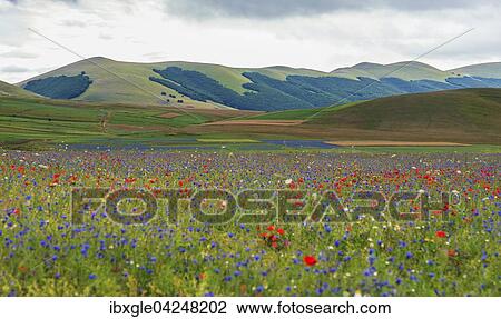 Stock Image - Bluhende Wiese in der Hochebene, Piana di Castelluccio di Norcia, Nationalpark Monti Sibillini, Umbrien, Italien, Europa. Fotosearch