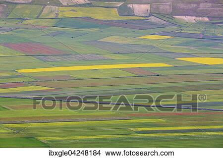Picture - Bluhende Wiesen in der Hochebene Piana di Castelluccio di Norcia, Nationalpark Monti Sibillini, Umbrien, Italien, Europa. Fotosearch
