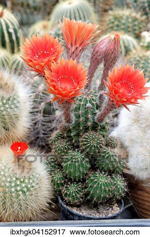 Stock Photo - Bluhender Kaktus (Echinopsis sp. ). Fotosearch