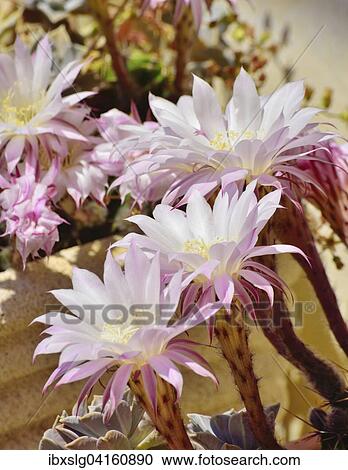 Bluhender Kaktus (Notocactus sp. ), Istrien, Kroatien, Europa View Large Photo Image Stock Image - Bluhender Kaktus (Notocactus sp. ), Istrien, Kroatien, Europa. Fotosearch