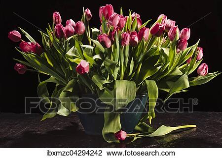 Blumenstrauss, Tulpen (Tulipa sp. ) in einer Vase vor schwarzem Hintergrund View Large Photo Image Stock Image - Blumenstrauss, Tulpen (Tulipa sp. ) in einer Vase vor schwarzem Hintergrund. Fotosearch