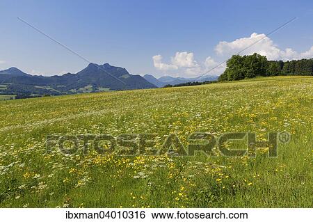 Blumenwiese, Samerberg, hinten die Wasserwand, Chiemgau, Oberbayern, Bayern, Deutschland, Europa View Large Photo Image Stock Photograph - Blumenwiese, Samerberg, hinten die Wasserwand, Chiemgau, Oberbayern, Bayern, Deutschland, Europa. Fotosearch