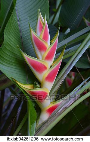 Stock Photograph - Blute der Heliconia (Heliconia wagneriana), Insel Mahe, Seychellen, Afrika. Fotosearch