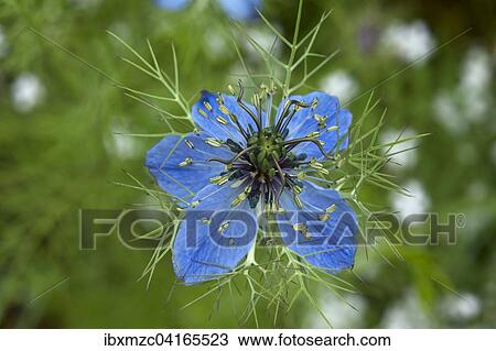 Stock Image - Blute einer Jungfer im Grunen (Nigella damascena), Bayern, Deutschland, Europa. Fotosearch