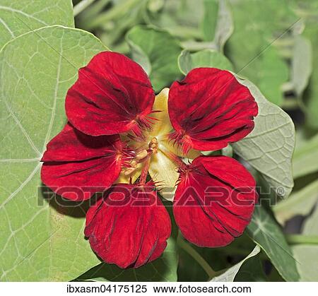 Blute einer Kapuzinerkresse (Tropaeolum sp. ) View Large Photo Image Stock Photography - Blute einer Kapuzinerkresse (Tropaeolum sp. ). Fotosearch