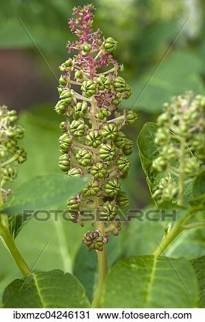 Blute einer Virginischen Tabakpflanze (Nicotiana tabacum), Niedersachsen, Deutschland, Europa View Large Photo Image Stock Image - Blute einer Virginischen Tabakpflanze (Nicotiana tabacum), Niedersachsen, Deutschland, Europa. Fotosearch