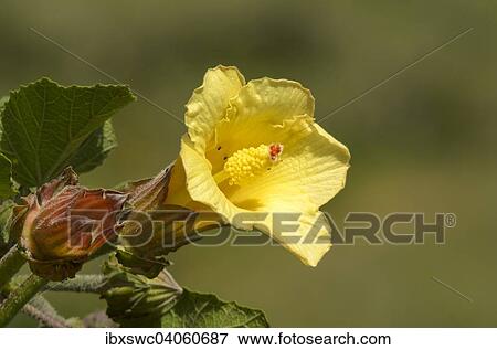 Stock Photo - Blute von einem Malvengewachs (Malvaceae), Nationalpark Los Quetzales, Provinz San Jose, Costa Rica, Nordamerika. Fotosearch