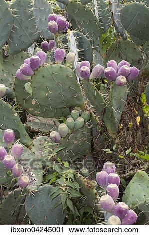 Bluten auf einem Opuntia ficus, Insel Krk, Kroatien, Kvarner Bucht, Kroatien, Europa View Large Photo Image Stock Image - Bluten auf einem Opuntia ficus, Insel Krk, Kroatien, Kvarner Bucht, Kroatien, Europa. Fotosearch