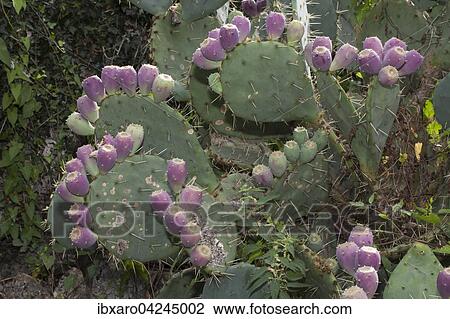 Bluten auf einem Opuntia ficus, Insel Krk, Kroatien, Kvarner Bucht, Kroatien, Europa View Large Photo Image Stock Image - Bluten auf einem Opuntia ficus, Insel Krk, Kroatien, Kvarner Bucht, Kroatien, Europa. Fotosearch