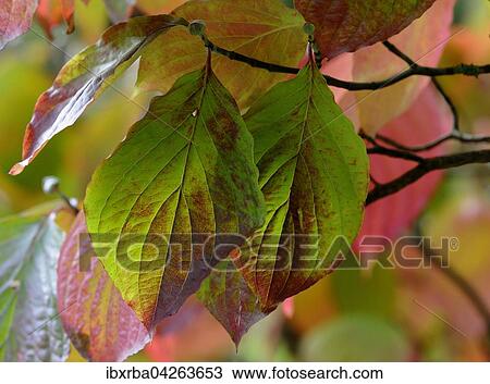 Blutroter Hartriegel (Cornus sanguinea), Herbstfarbung, Nordrhein-Westfalen, Deutschland, Europa View Large Photo Image Stock Image - Blutroter Hartriegel (Cornus sanguinea), Herbstfarbung, Nordrhein-Westfalen, Deutschland, Europa. Fotosearch