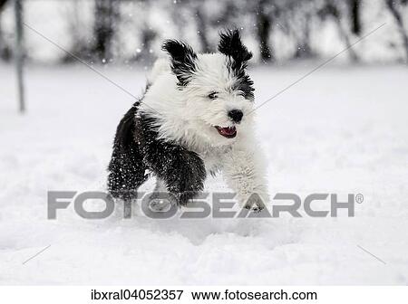 Bobtail, Old English Sheepdog, Altenglischer Schaferhund, Welpe, 4 Monate, lauft im Schnee View Large Photo Image Stock Photo - Bobtail, Old English Sheepdog, Altenglischer Schaferhund, Welpe, 4 Monate, lauft im Schnee. Fotosearch