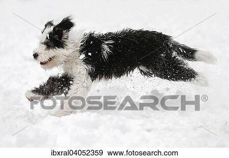 Stock Photo - Bobtail, Old English Sheepdog, Altenglischer Schaferhund, Welpe, 4 Monate, lauft im Schnee. Fotosearch
