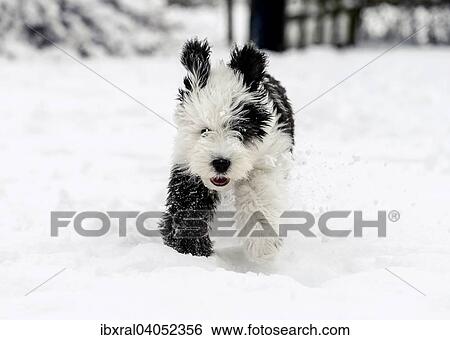 Bobtail, Old English Sheepdog, Altenglischer Schaferhund, Welpe, 4 Monate, lauft im Schnee View Large Photo Image Stock Photograph - Bobtail, Old English Sheepdog, Altenglischer Schaferhund, Welpe, 4 Monate, lauft im Schnee. Fotosearch