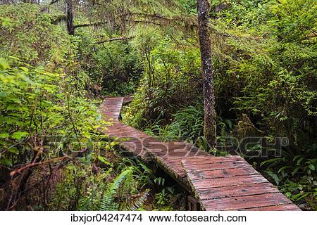 Bohlenweg, Rainforest Trail, Pacific Rim Nationalpark, Vancouver Island, Britisch Columbia, Kanada, Nordamerika View Large Photo Image Picture - Bohlenweg, Rainforest Trail, Pacific Rim Nationalpark, Vancouver Island, Britisch Columbia, Kanada, Nordamerika. Fotosearch