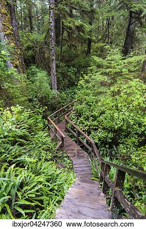 Bohlenweg, Rainforest Trail, Pacific Rim Nationalpark, Vancouver Island, Britisch Columbia, Kanada, Nordamerika View Large Photo Image Stock Image - Bohlenweg, Rainforest Trail, Pacific Rim Nationalpark, Vancouver Island, Britisch Columbia, Kanada, Nordamerika. Fotosearch