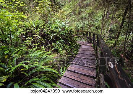 Stock Image - Bohlenweg, Rainforest Trail, Pacific Rim Nationalpark, Vancouver Island, Britisch Columbia, Kanada, Nordamerika. Fotosearch