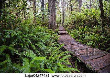 Bohlenweg, Rainforest Trail, Pacific Rim Nationalpark, Vancouver Island, Britisch Columbia, Kanada, Nordamerika View Large Photo Image Stock Image - Bohlenweg, Rainforest Trail, Pacific Rim Nationalpark, Vancouver Island, Britisch Columbia, Kanada, Nordamerika. Fotosearch