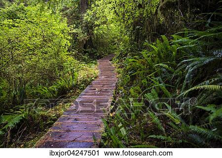 Bohlenweg, Rainforest Trail, Pacific Rim Nationalpark, Vancouver Island, Britisch Columbia, Kanada, Nordamerika View Large Photo Image Stock Image - Bohlenweg, Rainforest Trail, Pacific Rim Nationalpark, Vancouver Island, Britisch Columbia, Kanada, Nordamerika. Fotosearch