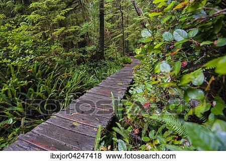 Bohlenweg, Rainforest Trail, Pacific Rim Nationalpark, Vancouver Island, Britisch Columbia, Kanada, Nordamerika View Large Photo Image Stock Photo - Bohlenweg, Rainforest Trail, Pacific Rim Nationalpark, Vancouver Island, Britisch Columbia, Kanada, Nordamerika. Fotosearch