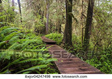 Bohlenweg, Rainforest Trail, Pacific Rim Nationalpark, Vancouver Island, Britisch Columbia, Kanada, Nordamerika View Large Photo Image Stock Photo - Bohlenweg, Rainforest Trail, Pacific Rim Nationalpark, Vancouver Island, Britisch Columbia, Kanada, Nordamerika. Fotosearch