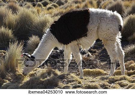 Braun-weisses Lama (Lama glama) frisst trockenes Gras, Altiplano, Bolivien, Sudamerika View Large Photo Image Stock Image - Braun-weisses Lama (Lama glama) frisst trockenes Gras, Altiplano, Bolivien, Sudamerika. Fotosearch