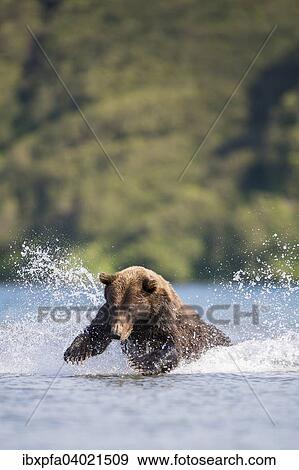 Braunbar (Ursus arctos), auf Lachsjagd, Kamtschatka, Russland, Europa View Large Photo Image Stock Photo - Braunbar (Ursus arctos), auf Lachsjagd, Kamtschatka, Russland, Europa. Fotosearch