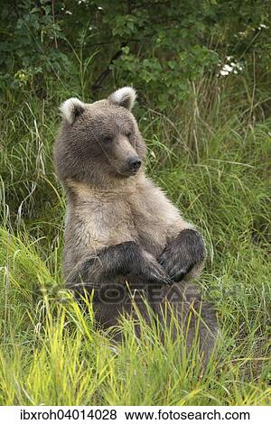 Stock Photo - Braunbar (Ursus arctos), aufrecht sitzend, Katmai-Nationalpark, Alaska, USA, Nordamerika. Fotosearch