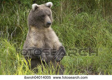 Braunbar (Ursus arctos), aufrecht sitzend, Katmai-Nationalpark, Alaska, USA, Nordamerika View Large Photo Image Stock Photography - Braunbar (Ursus arctos), aufrecht sitzend, Katmai-Nationalpark, Alaska, USA, Nordamerika. Fotosearch