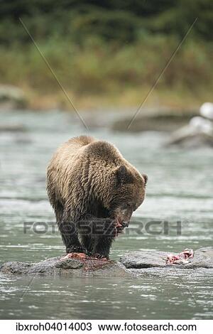 Braunbar (Ursus arctos), fressend, Chilkoot River, Haines, Alaska, USA, Nordamerika View Large Photo Image Stock Image - Braunbar (Ursus arctos), fressend, Chilkoot River, Haines, Alaska, USA, Nordamerika. Fotosearch