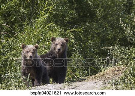 Braunbar (Ursus arctos), Geschwister, Kamtschatka, Russland, Europa View Large Photo Image Stock Image - Braunbar (Ursus arctos), Geschwister, Kamtschatka, Russland, Europa. Fotosearch