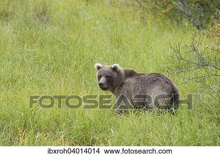 Braunbar (Ursus arctos), im Gras, Katmai-Nationalpark, Alaska, USA, Nordamerika View Large Photo Image Picture - Braunbar (Ursus arctos), im Gras, Katmai-Nationalpark, Alaska, USA, Nordamerika. Fotosearch