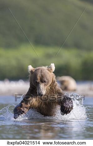 Braunbar (Ursus arctos), jagdt, Kamtschatka, Russland, Europa View Large Photo Image Picture - Braunbar (Ursus arctos), jagdt, Kamtschatka, Russland, Europa. Fotosearch