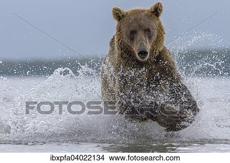 Picture - Braunbar (Ursus arctos), jagdt, Kamtschatka, Russland, Europa. Fotosearch