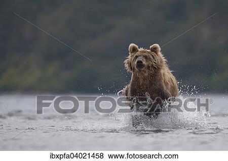 Braunbar (Ursus arctos), jagdt, Kamtschatka, Russland, Europa View Large Photo Image Stock Photo - Braunbar (Ursus arctos), jagdt, Kamtschatka, Russland, Europa. Fotosearch