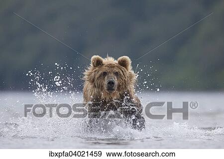 Braunbar (Ursus arctos), jagdt, Kamtschatka, Russland, Europa View Large Photo Image Stock Photo - Braunbar (Ursus arctos), jagdt, Kamtschatka, Russland, Europa. Fotosearch