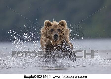 Braunbar (Ursus arctos), jagdt, Kamtschatka, Russland, Europa View Large Photo Image Stock Photo - Braunbar (Ursus arctos), jagdt, Kamtschatka, Russland, Europa. Fotosearch