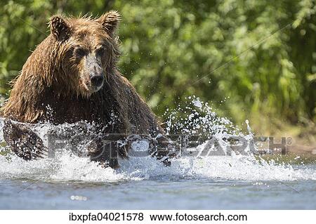 Stock Photo - Braunbar (Ursus arctos), jagdt, Kamtschatka, Russland, Europa. Fotosearch