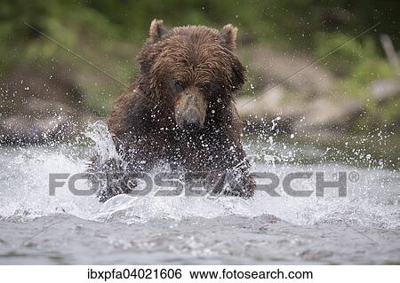 Stock Photograph - Braunbar (Ursus arctos), jagdt, Kamtschatka, Russland, Europa. Fotosearch